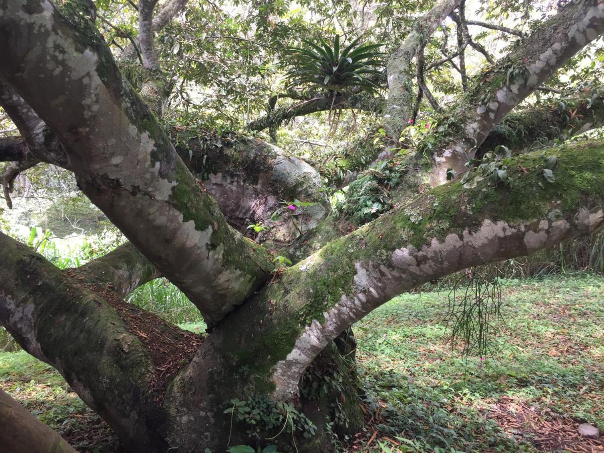 Glamping El Árbol en la Casa Villa San Antonio del Tequendama Esterno foto